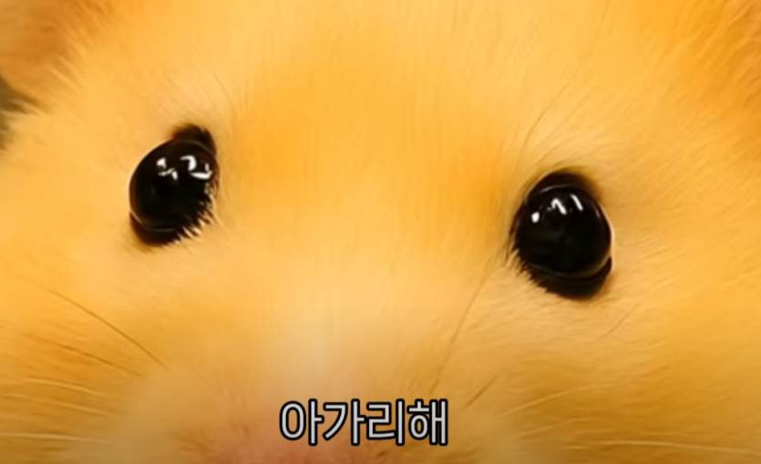 a81f31a0237b97bb4aa93a52be86ebfa_1757512026_047.png